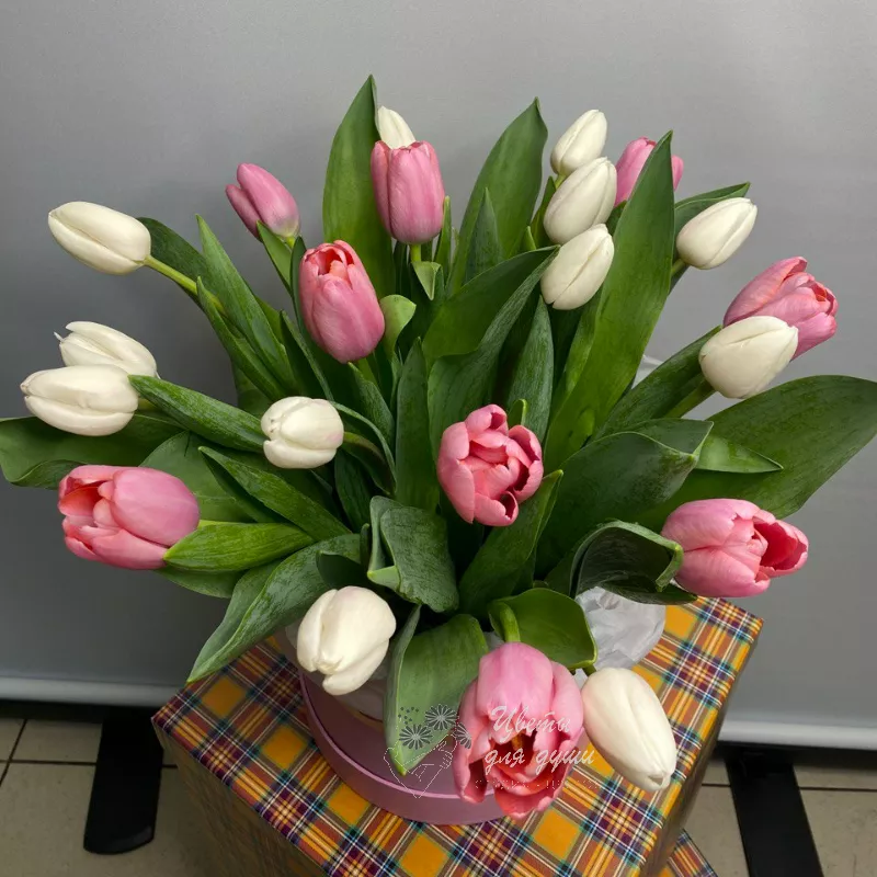Коробка 19 тюльпанов Нежность 1