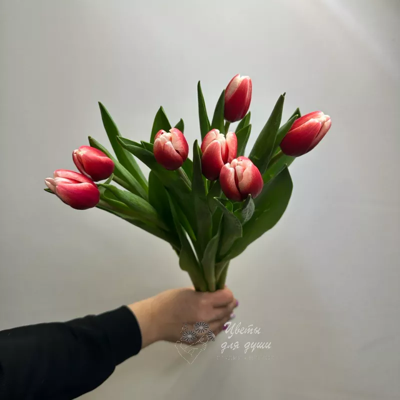 7 тюльпанов Незабудка