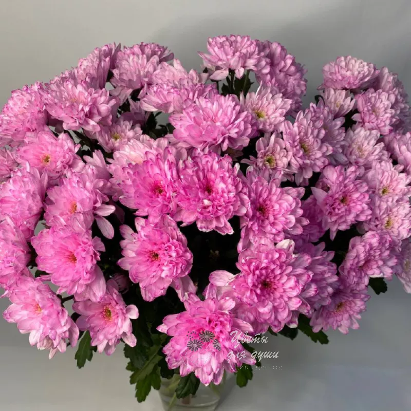 Хризантема кустовая розовая «Алтай» 1