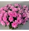 Хризантема кустовая розовая «Алтай» 1