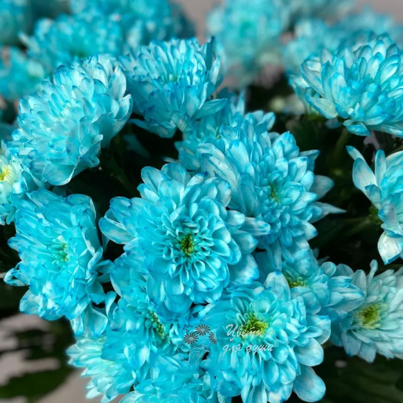 Хризантема кустовая синяя «Алтай» 1