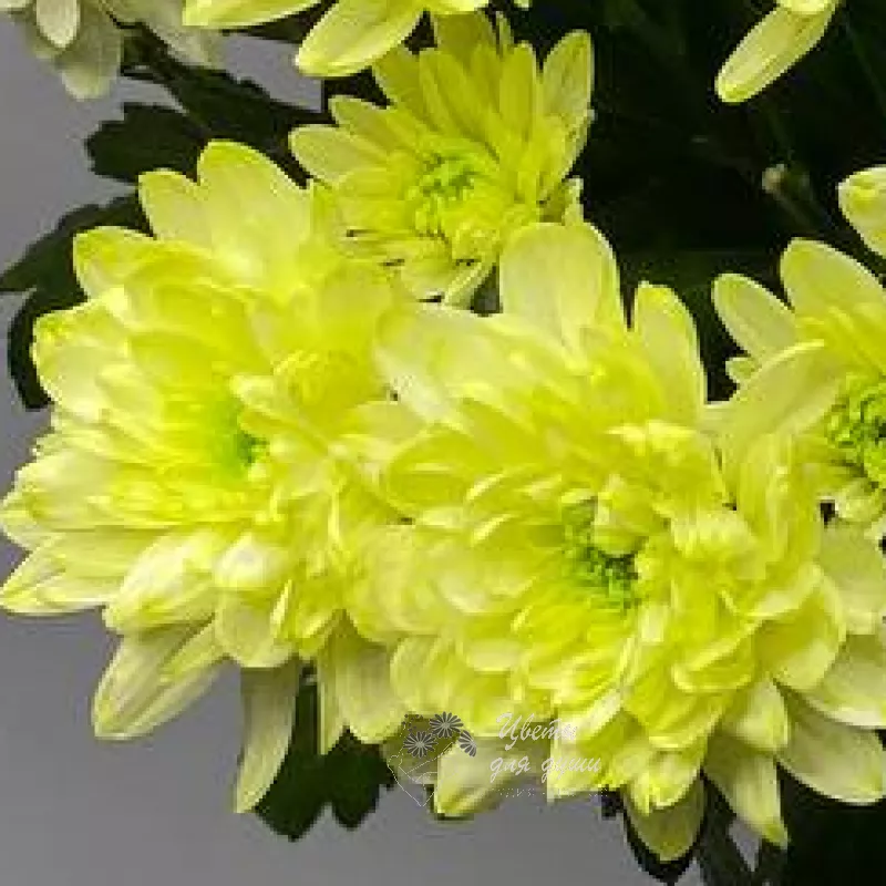Хризантема кустовая желтая «Алтай» 10