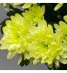 Хризантема кустовая желтая «Алтай» 10