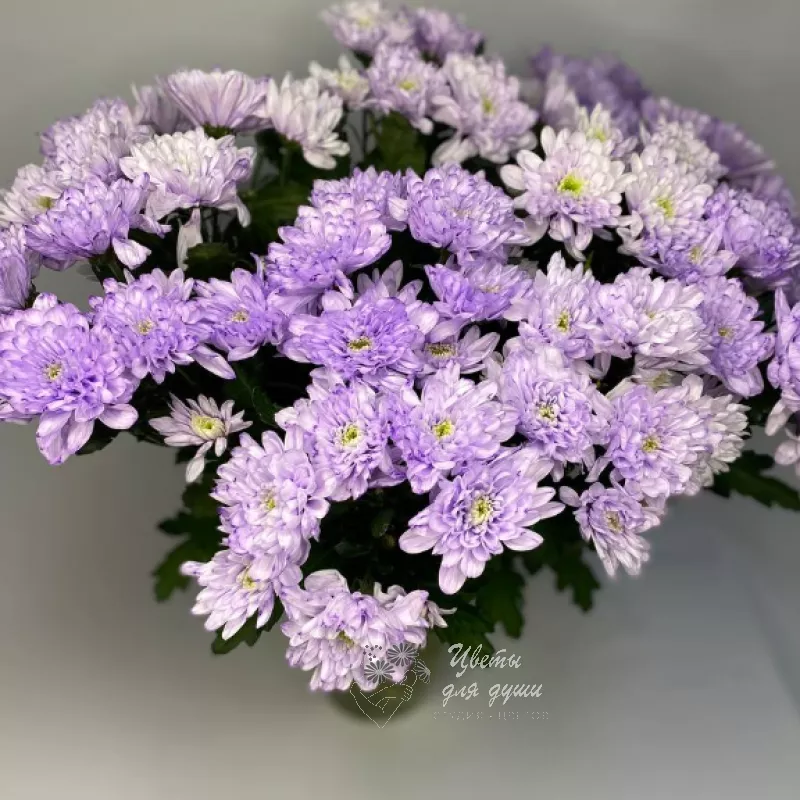Хризантема кустовая фиолетовая «Алтай» 2