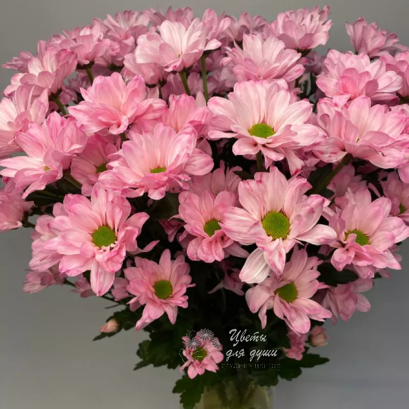 Хризантема кустовая розовая «Кенеди» 4