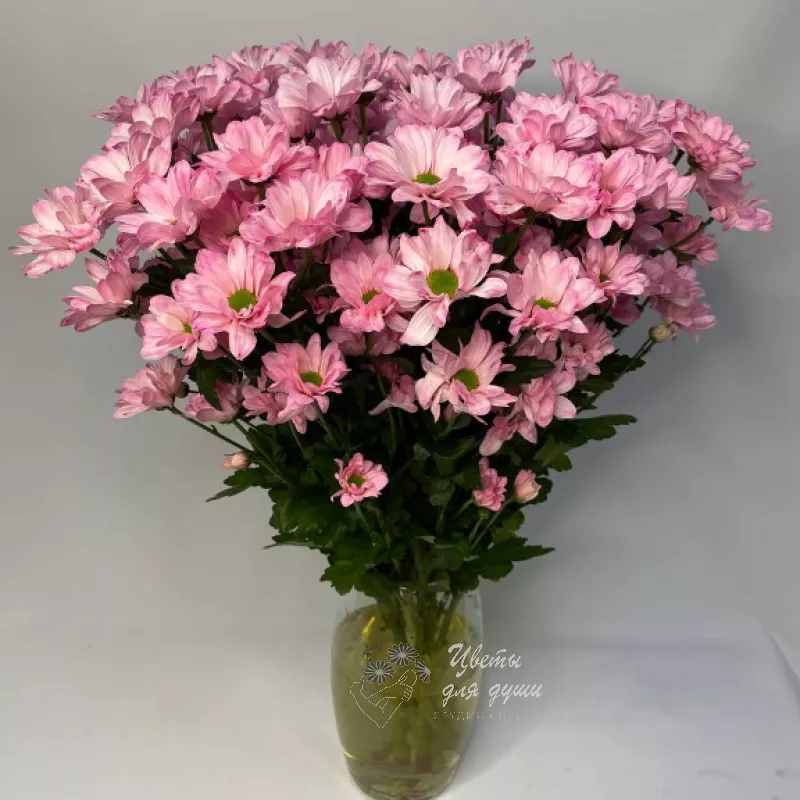 Хризантема кустовая розовая «Кенеди» 3