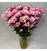 Хризантема кустовая розовая «Кенеди» 3