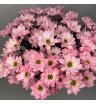 Хризантема кустовая розовая «Кенеди» 1