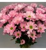 Хризантема кустовая розовая «Кенеди» 2