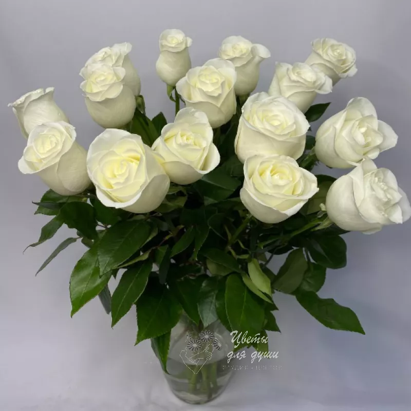 Роза белая «Тибет»
