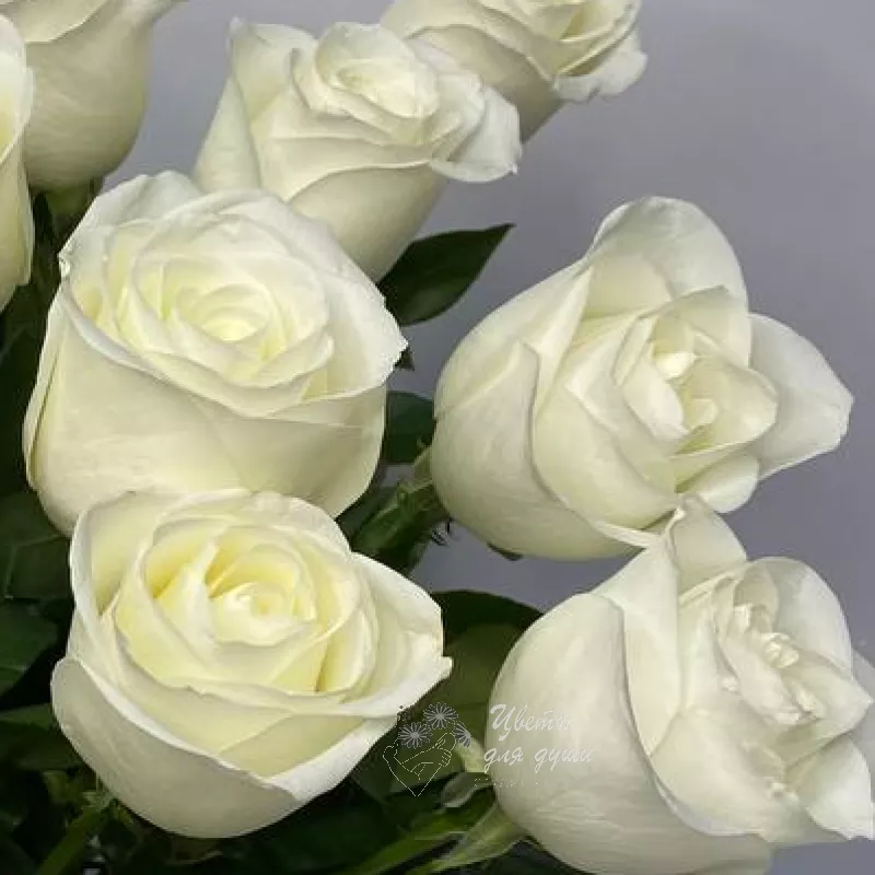 Роза белая «Тибет» 1