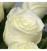 Роза белая «Тибет» 2