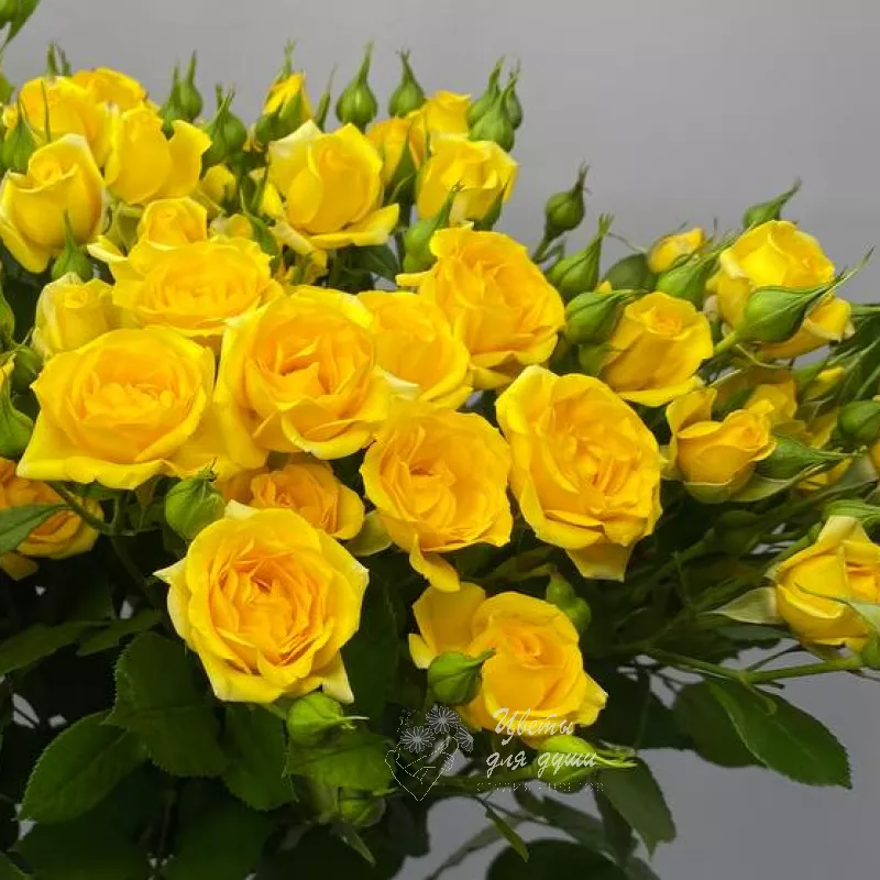 Роза кустовая желтая «Нинель» 1