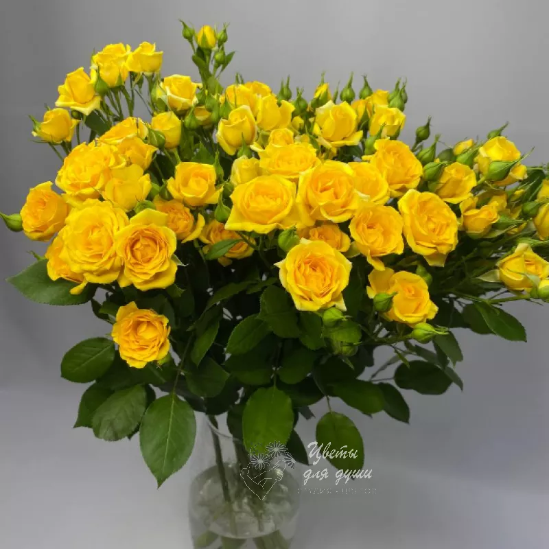 Роза кустовая желтая «Нинель»