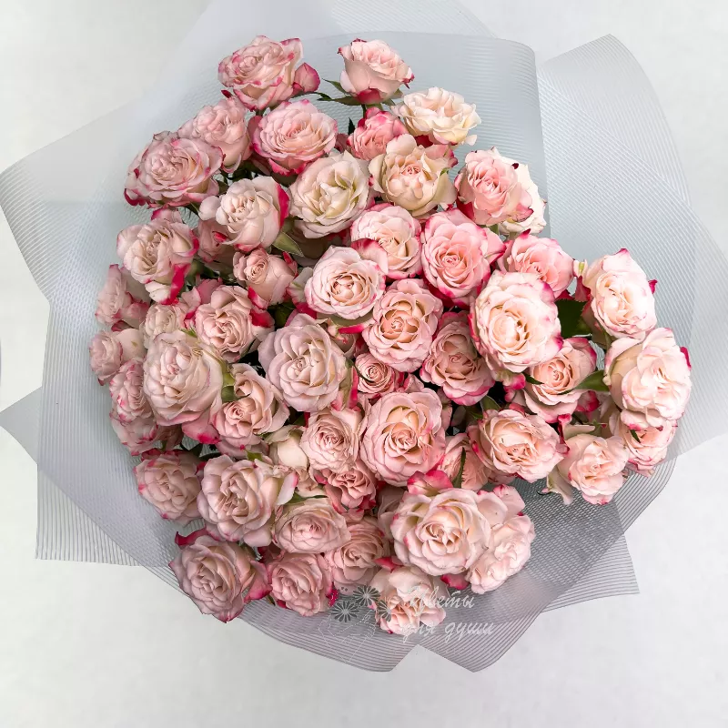 Розовые кустовые розы «Пудра» 1