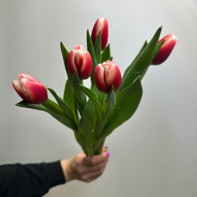 5 тюльпанов Комплимент от интернет-магазина «Цветы для души» в Новосибирске