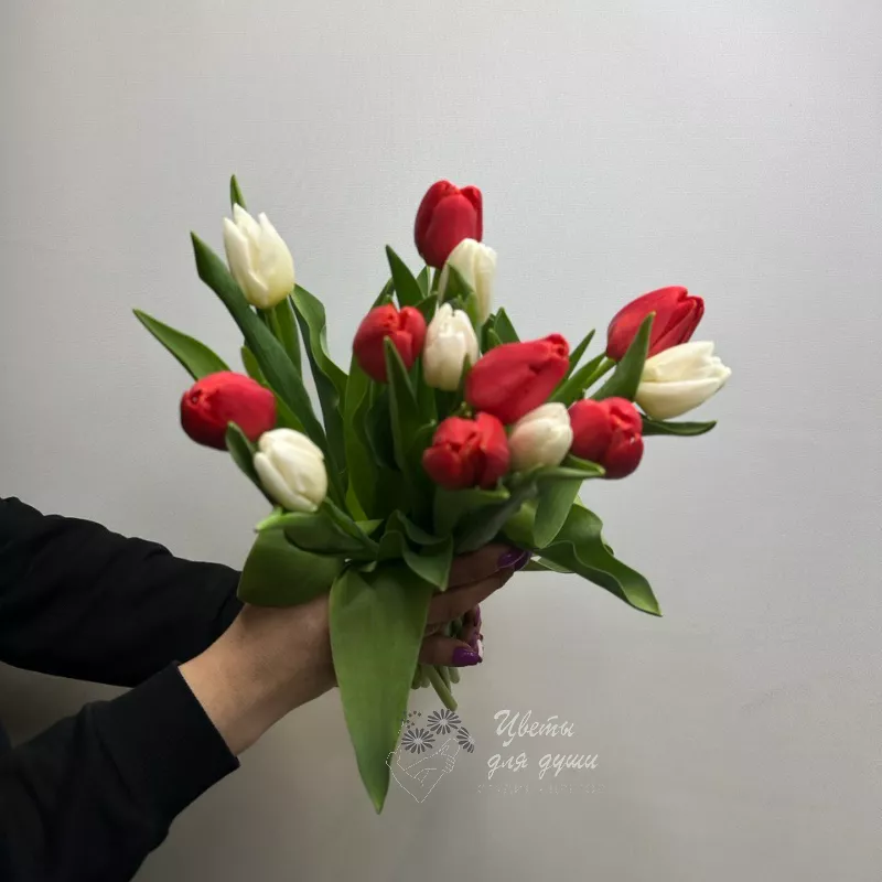 13 тюльпанов Привет