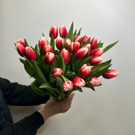 25 тюльпанов Весна  от интернет-магазина «Цветы для души» в Новосибирске