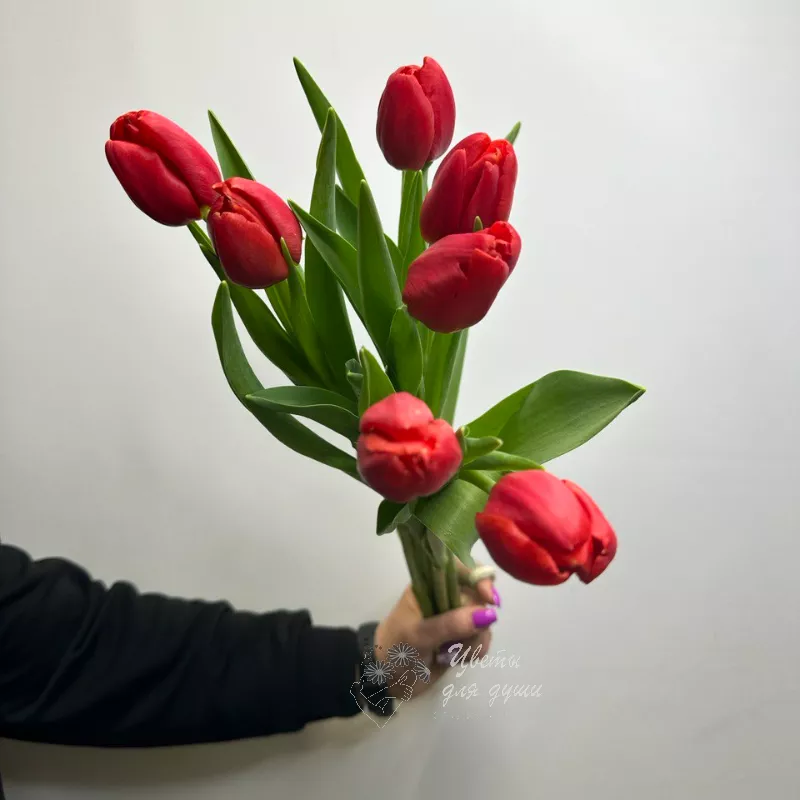 7 красных тюльпанов