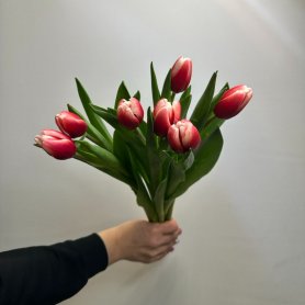 7 тюльпанов Незабудка от интернет-магазина «Цветы для души» в Новосибирске