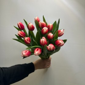 15 тюльпанов Незабудка от интернет-магазина «Цветы для души» в Новосибирске
