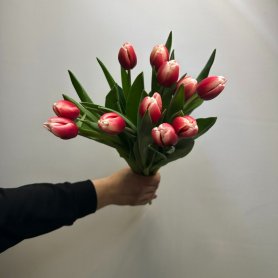 11 тюльпанов Незабудка от интернет-магазина «Цветы для души» в Новосибирске