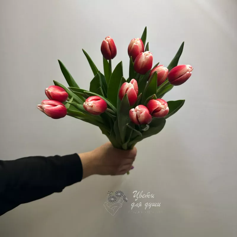 11 тюльпанов Незабудка