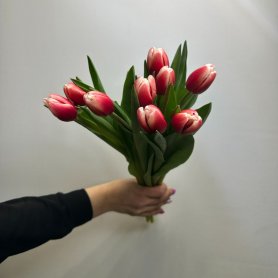 9 тюльпанов Незабудка от интернет-магазина «Цветы для души» в Новосибирске