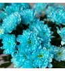 Хризантема кустовая синяя «Алтай» 1