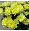 Хризантема кустовая желтая «Алтай» 12