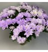 Хризантема кустовая фиолетовая «Алтай» 2