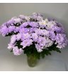 Хризантема кустовая фиолетовая «Алтай»