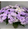 Хризантема кустовая фиолетовая «Алтай» 1