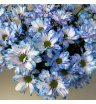 Хризантема кустовая синяя «Кенеди» 1