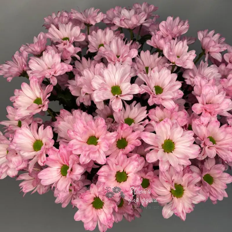 Хризантема кустовая розовая «Кенеди» 1
