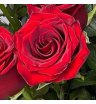 Роза «Эксплорер» красная 2