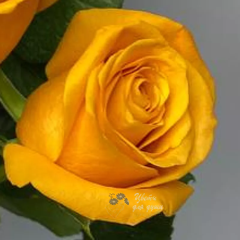 Роза желтая 2