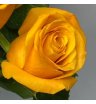Роза желтая 2