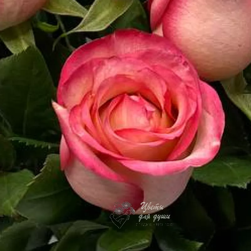 Роза «Карусель» 1