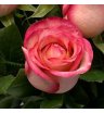 Роза «Карусель» 1
