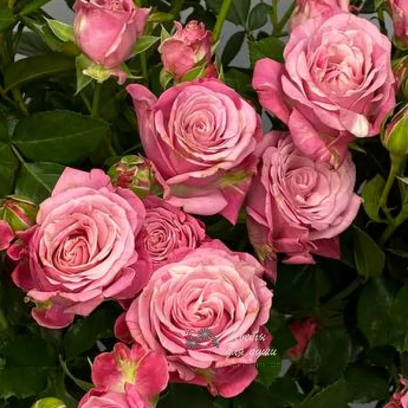 Роза кустовая «Перпл» 2