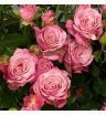 Роза кустовая «Перпл» 2