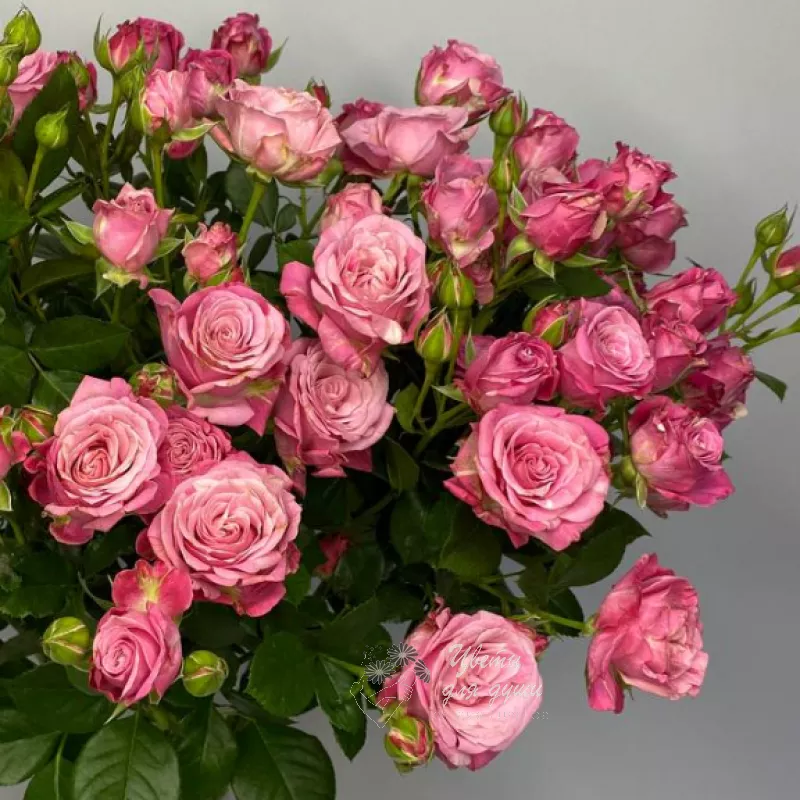 Роза кустовая «Перпл» 1