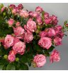 Роза кустовая «Перпл» 1