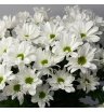 Хризантема кустовая белая «Кенеди» 1