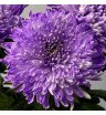 Хризантема одноголовая фиолетовая «Магнум»  1