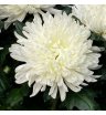 Хризантема одноголовая белая «Магнум» 1