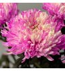 Хризантема одноголовая розовая «Магнум» 1