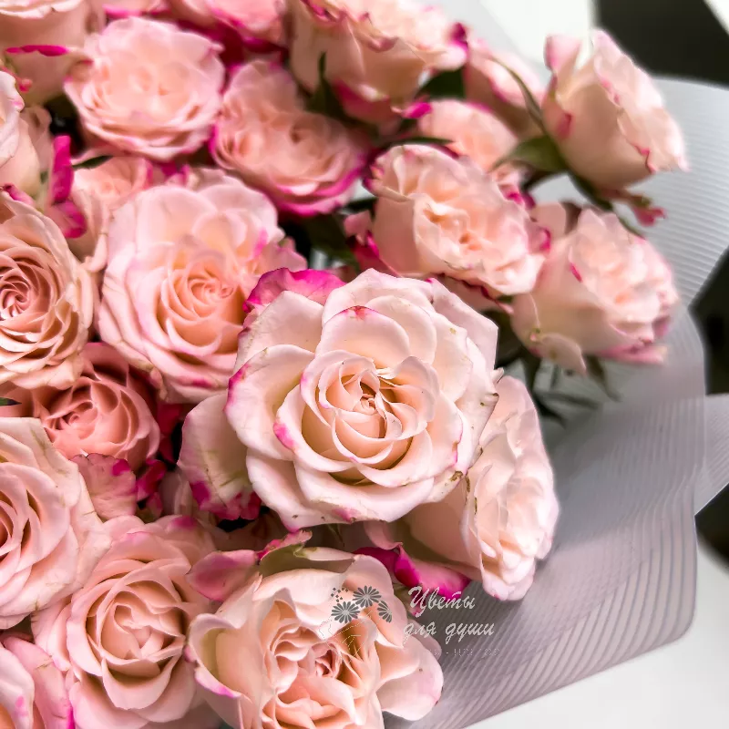 Розовые кустовые розы «Пудра» 2