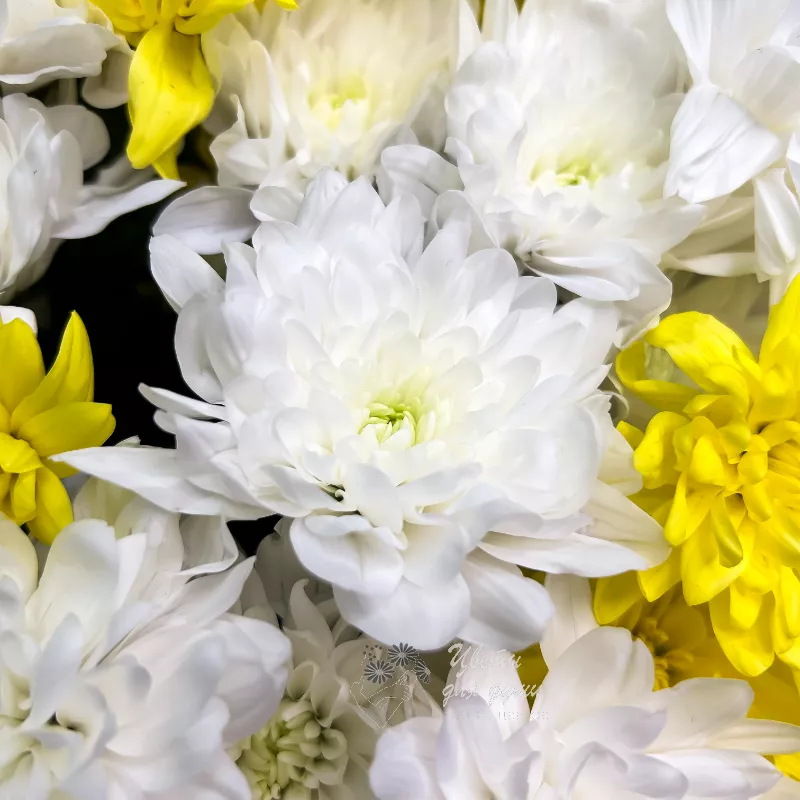 Белые и желтые кустовые хризантемы 2